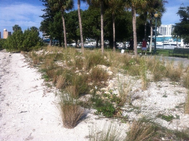 Plantings at Bayfront Park Living Shoreline, Sarasota, FL, Summer, 2013