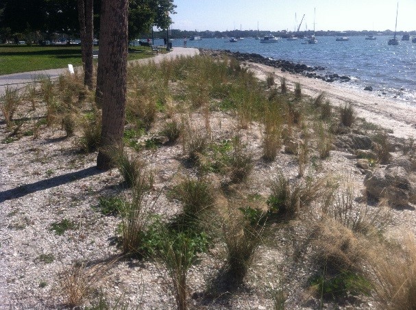 Plantings at Bayfront Park Living Shoreline, Sarasota, FL, Summer, 2013