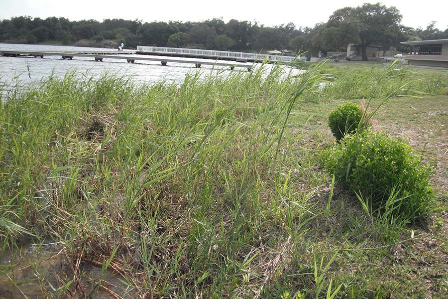 Bayview park before restoration
