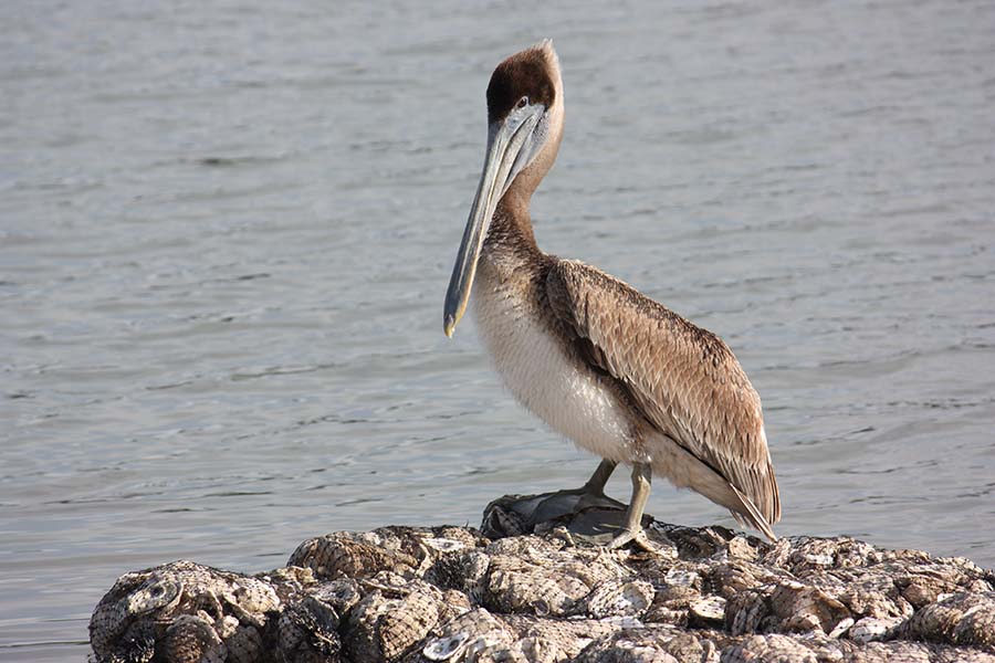 Pelican on Reef at Bayview Park