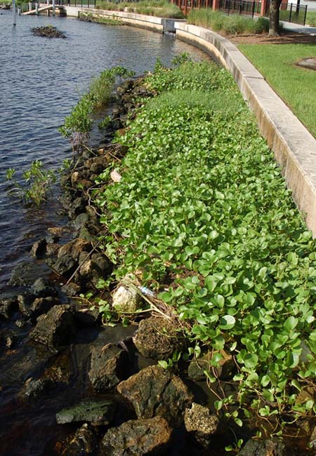 Ulele Springs two years post restoration Ulele Springs two years post restoration