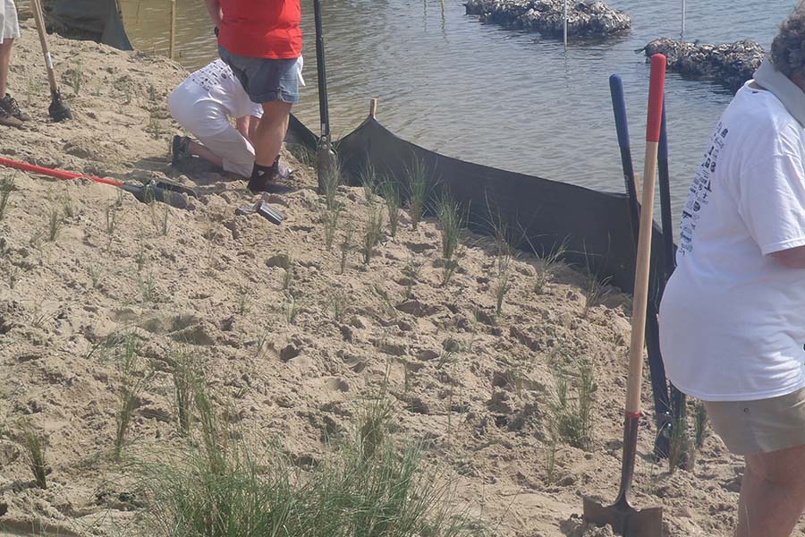 Volunteers planting at Bayview Park