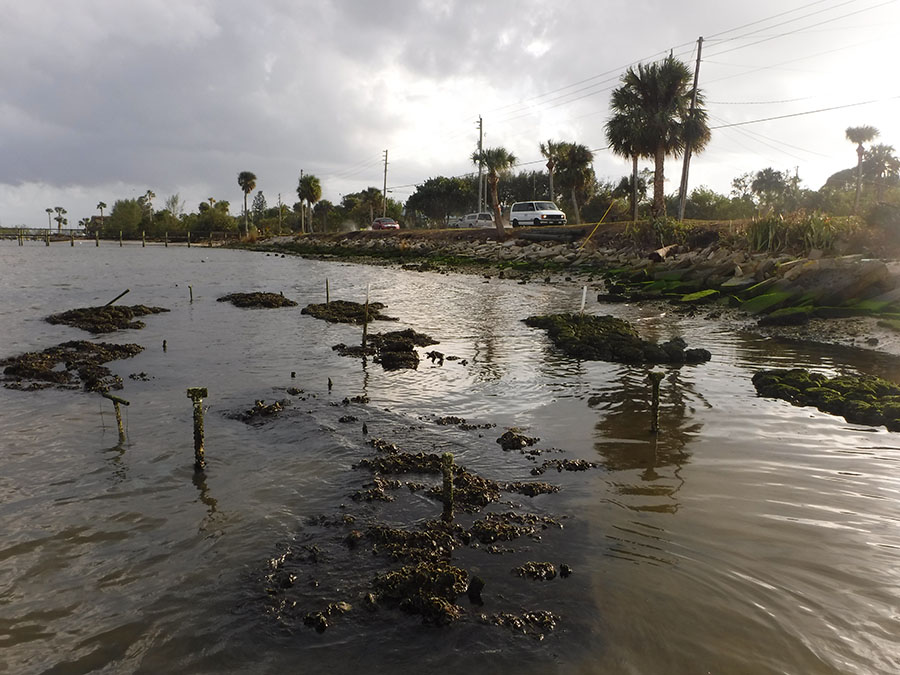 Driftwood Oyster Reefs