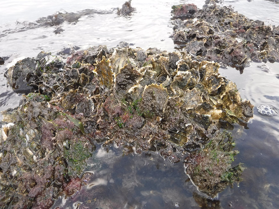 Driftwood Restored Oysters