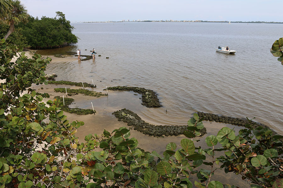 Oyster reefs at Indian Riverside Park
