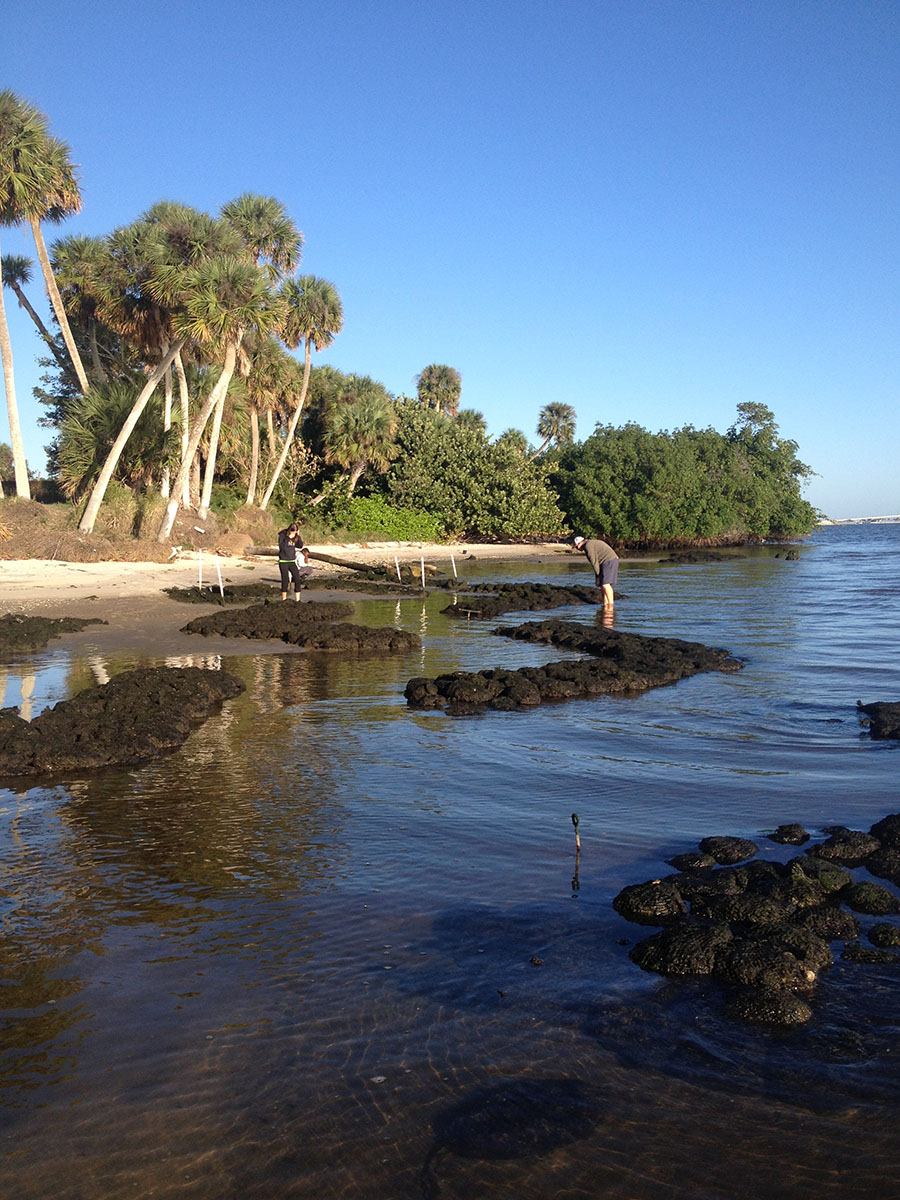 Oyster reefs at Riverside Park