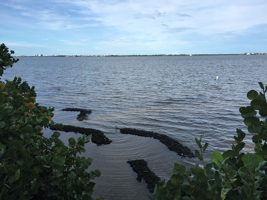 Oyster reefs at Indian Riverside Park