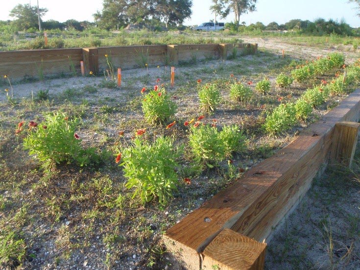 A terrace newly-planted with flowers.