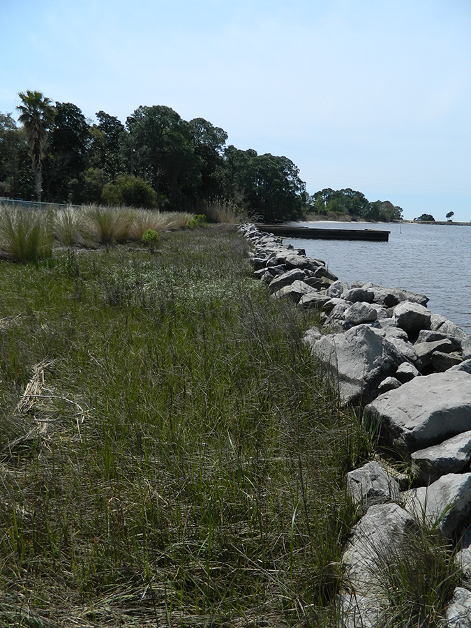 Indian Creek 2014 sill and native plants