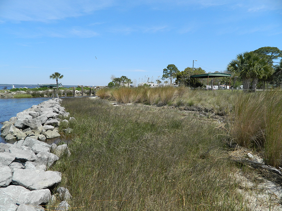 Indian Creek 2014 sill and native plants