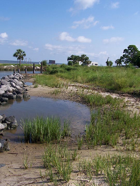 Indian Creek Spartina alterniflora beginning to fill in