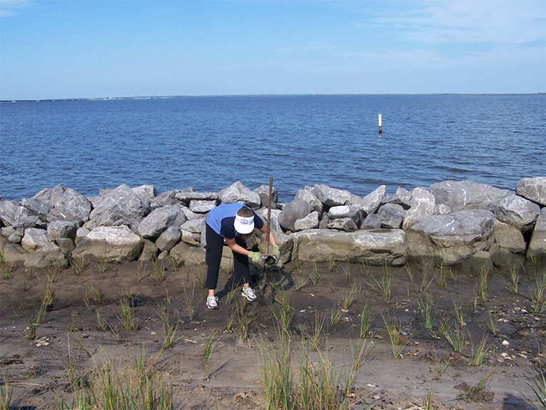 Indian Creek planting Spartina alterniflora