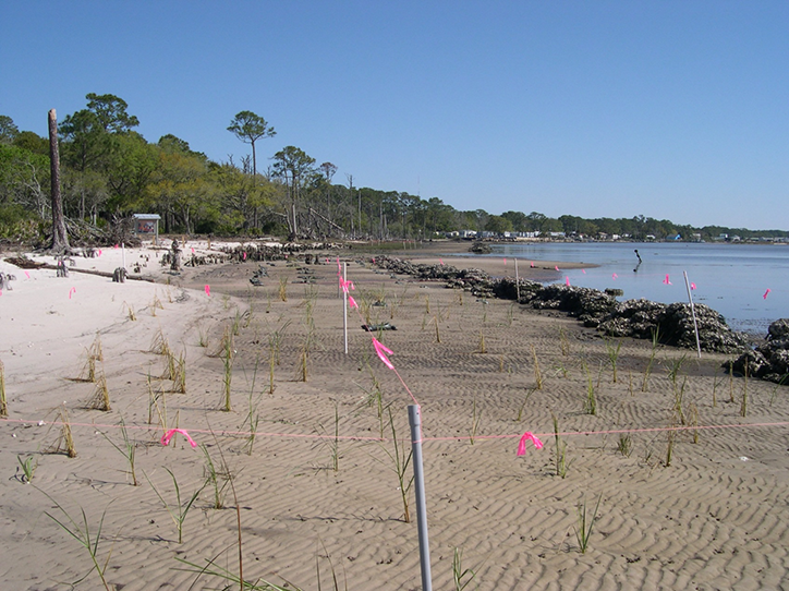 Millender 2011 Spartina alterniflora behind breakwater
