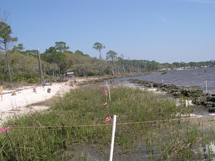 Millender 2013 Spartina alterniflora growing in