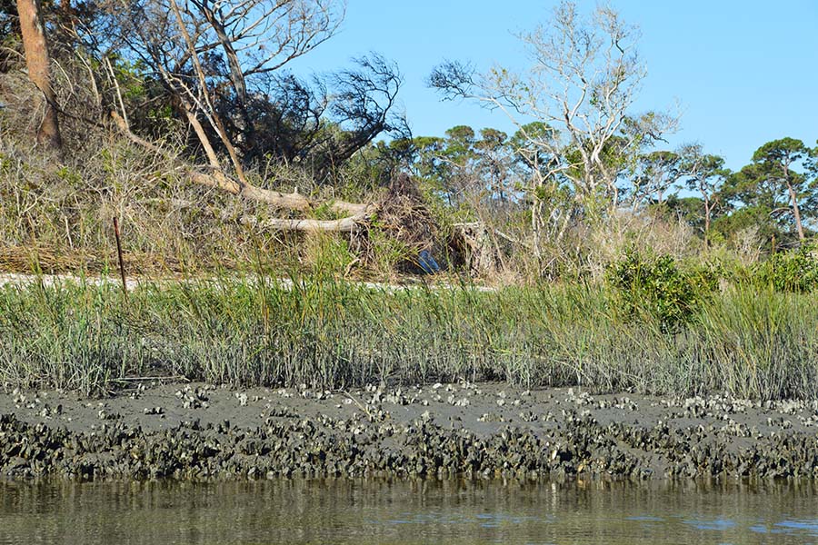 Fort Mose 3 yrs post