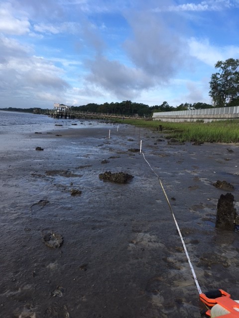 Before Oyster Reef Installation