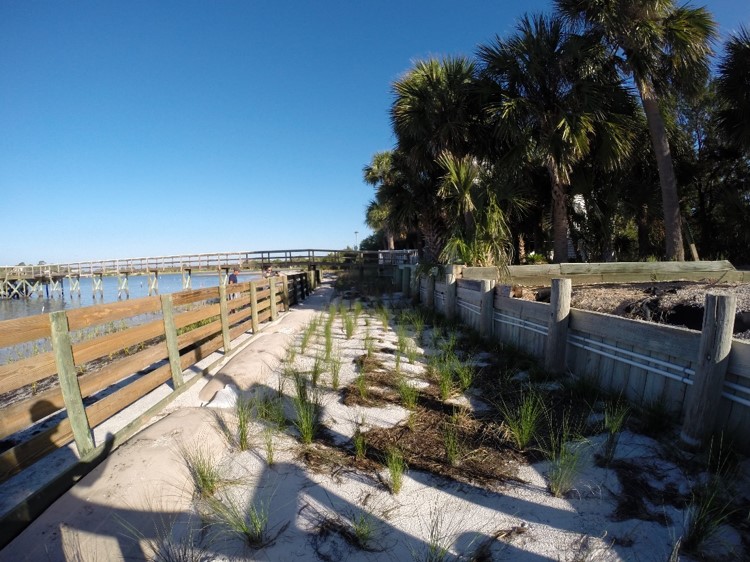 Joe Rains High Marsh Plantings 2 months after