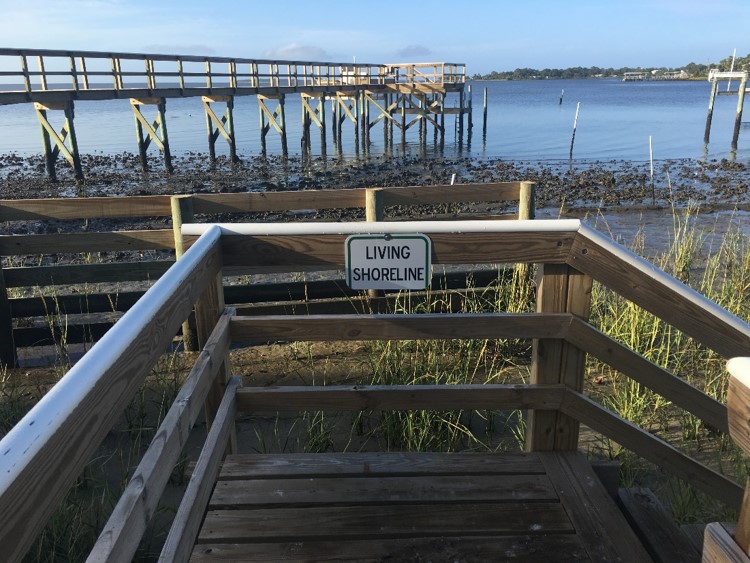 Joe Rains Low Marsh Plantings Oyster Sill 6 months after