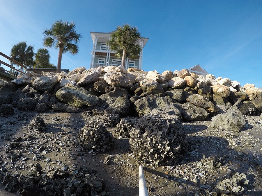 NCBS seawall reef balls - Day 395