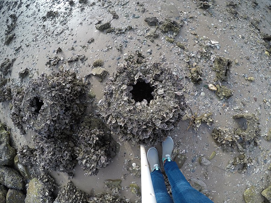 NCBS Seawall reef balls - Day 850