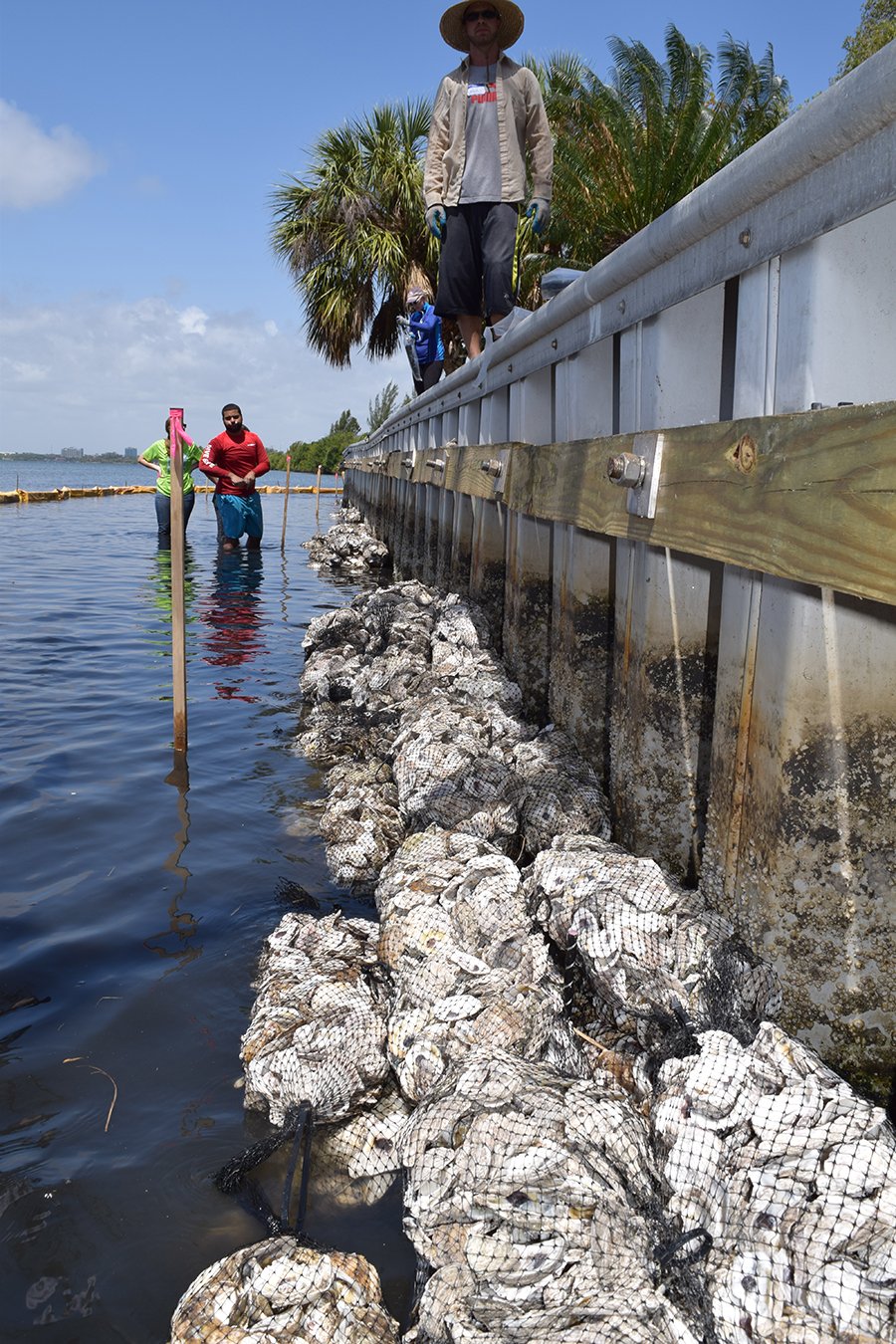 Completed oyster bag revetment at Douglas Park seawall