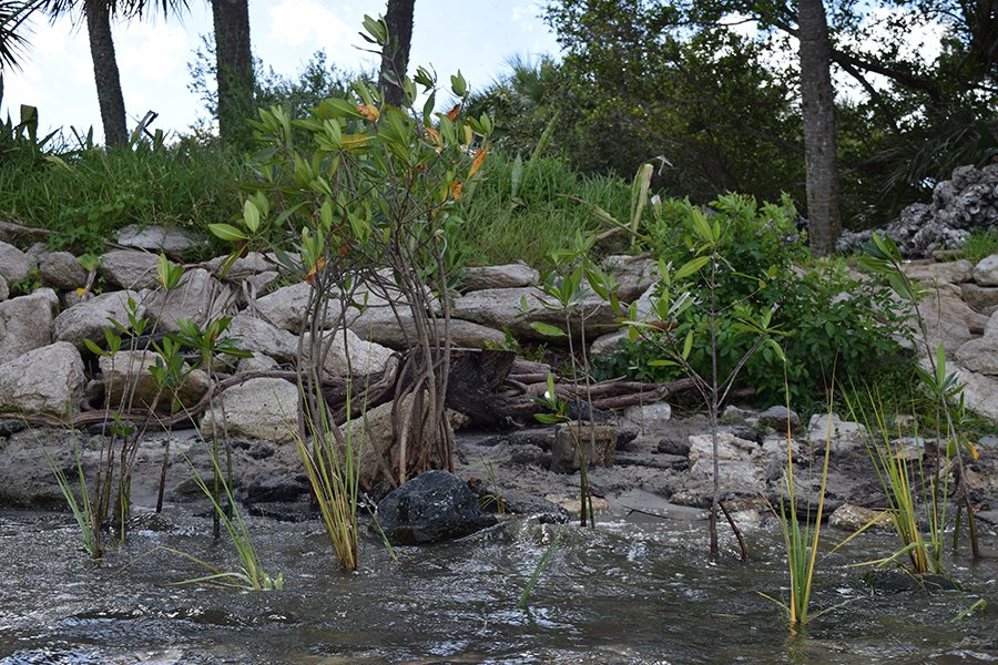 Eastminster living shoreline - post