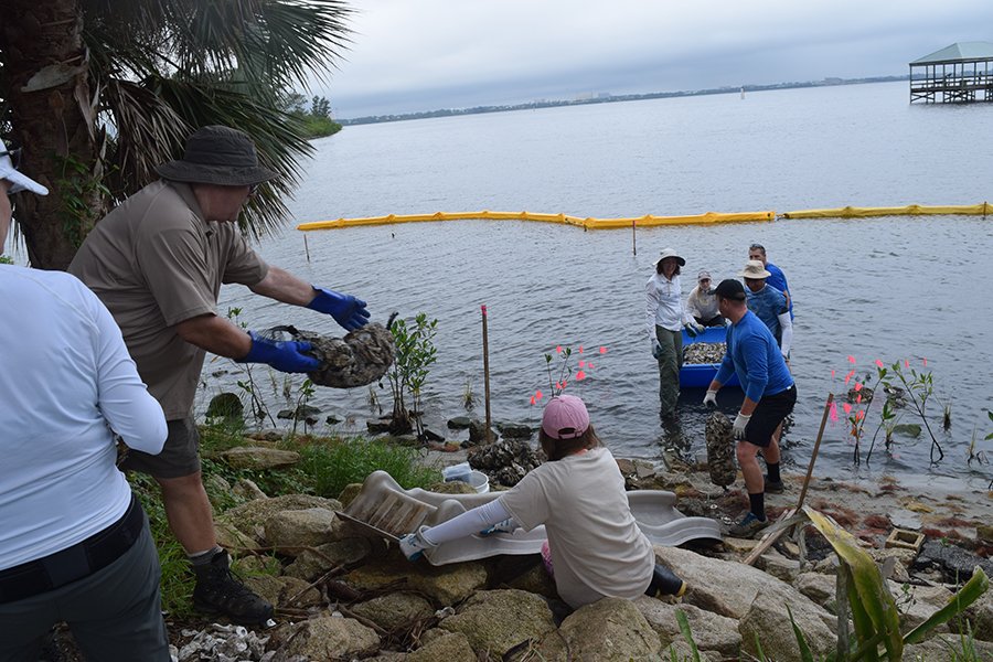 Transporting oyster bags for the Eastminster oyster breakwater