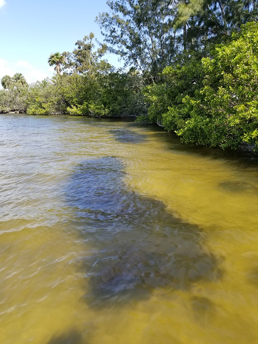 Geiger Point oyster bag breakwaters after 6 months