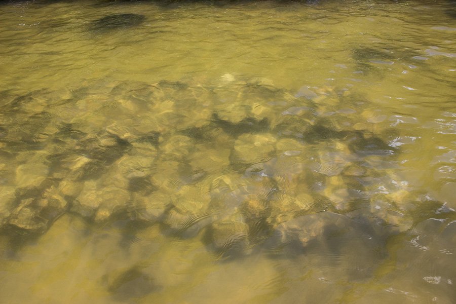 Laid oyster bags at Geiger Point