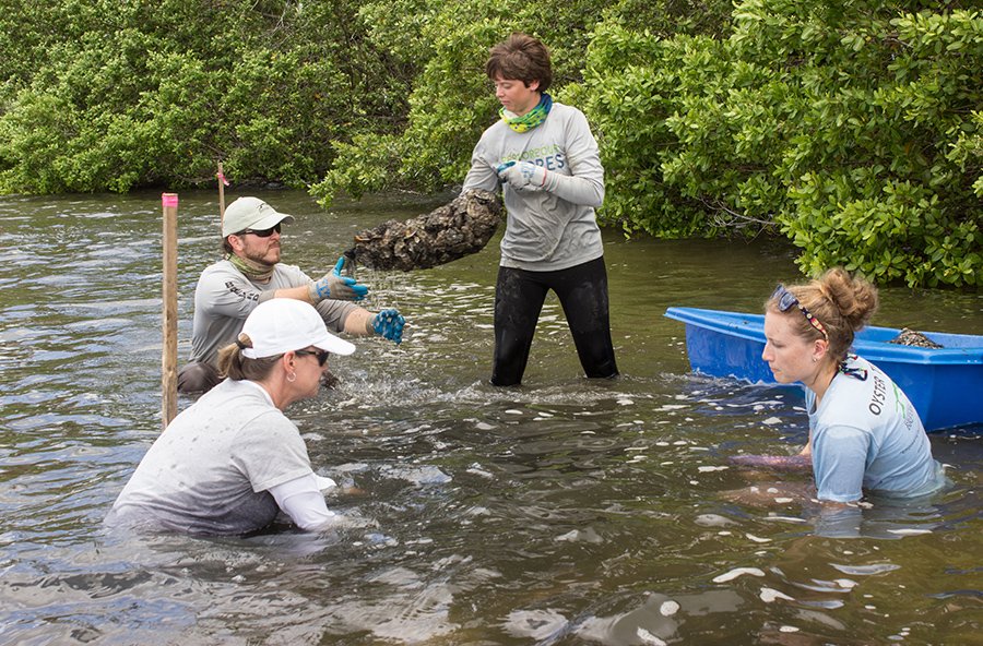 Laying oyster bags at Geiger Point