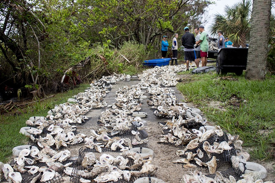 Prepping oyster mats for Geiger Point