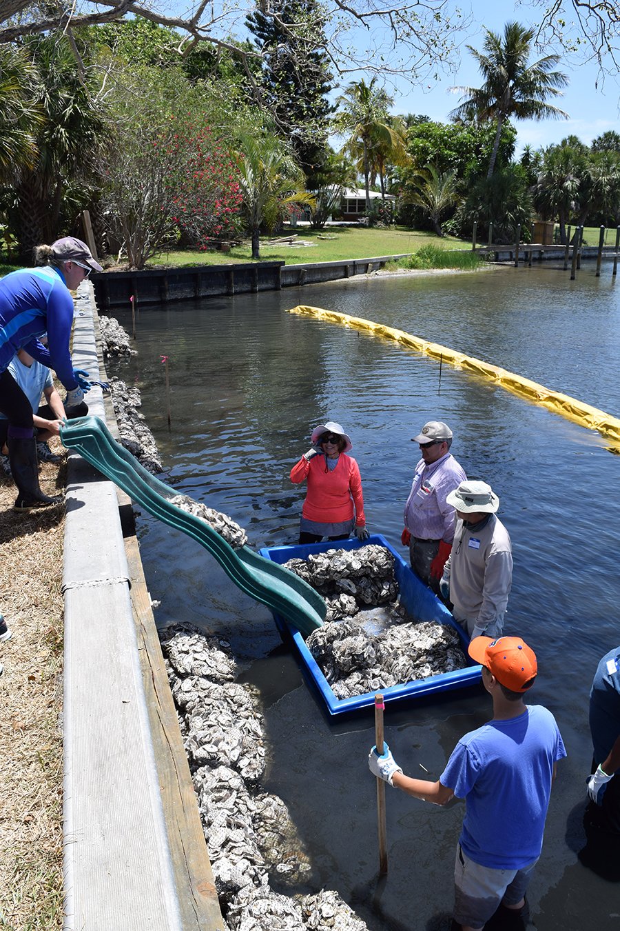Transporting oyster bags at Douglas Park for the revetments and breakwaters