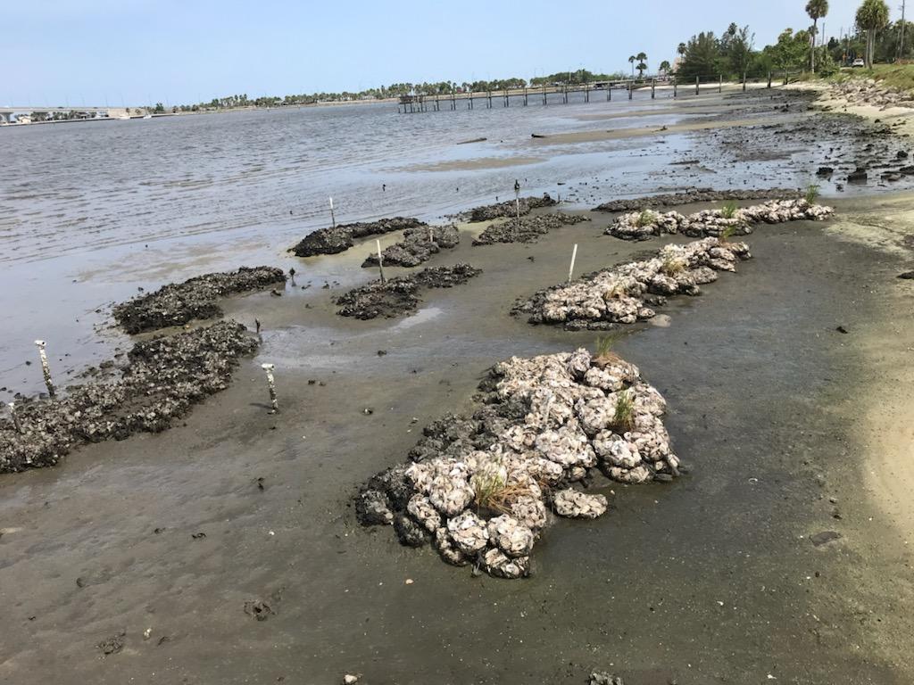 New oyster reefs installed in 2018 with Spartina alterniflora incorporated into the reefs.