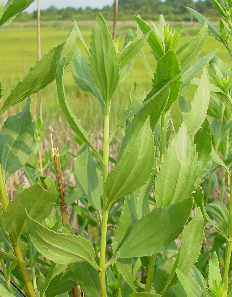 Big-leaf marsh elder​: Iva frutescens​ (Native Plant Trust​)