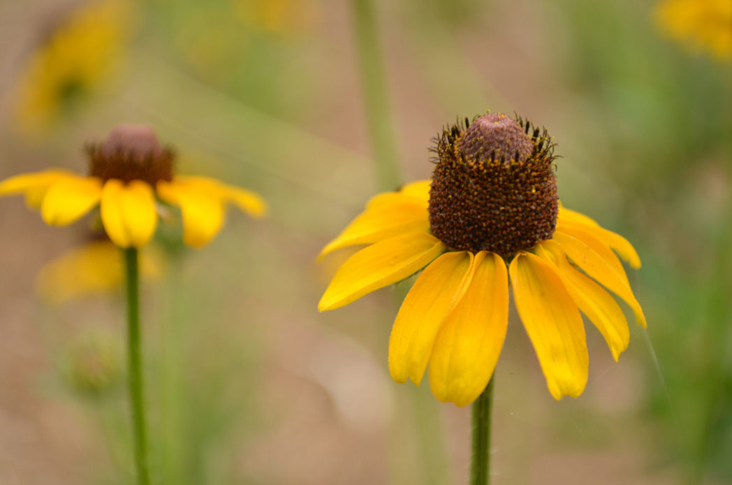 Black-eyed susan​: Rudbeckia spp.​ (Florida Wildflower Foundation)