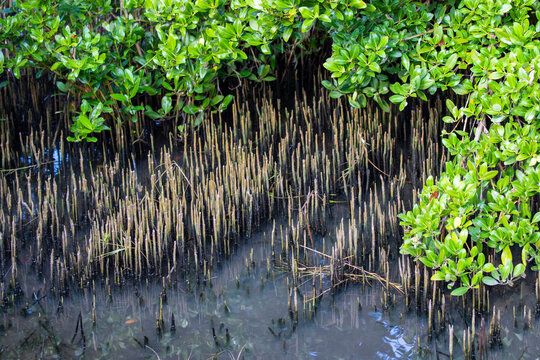 Black mangrove​: Avicennia germinans (Adobe Stock​)