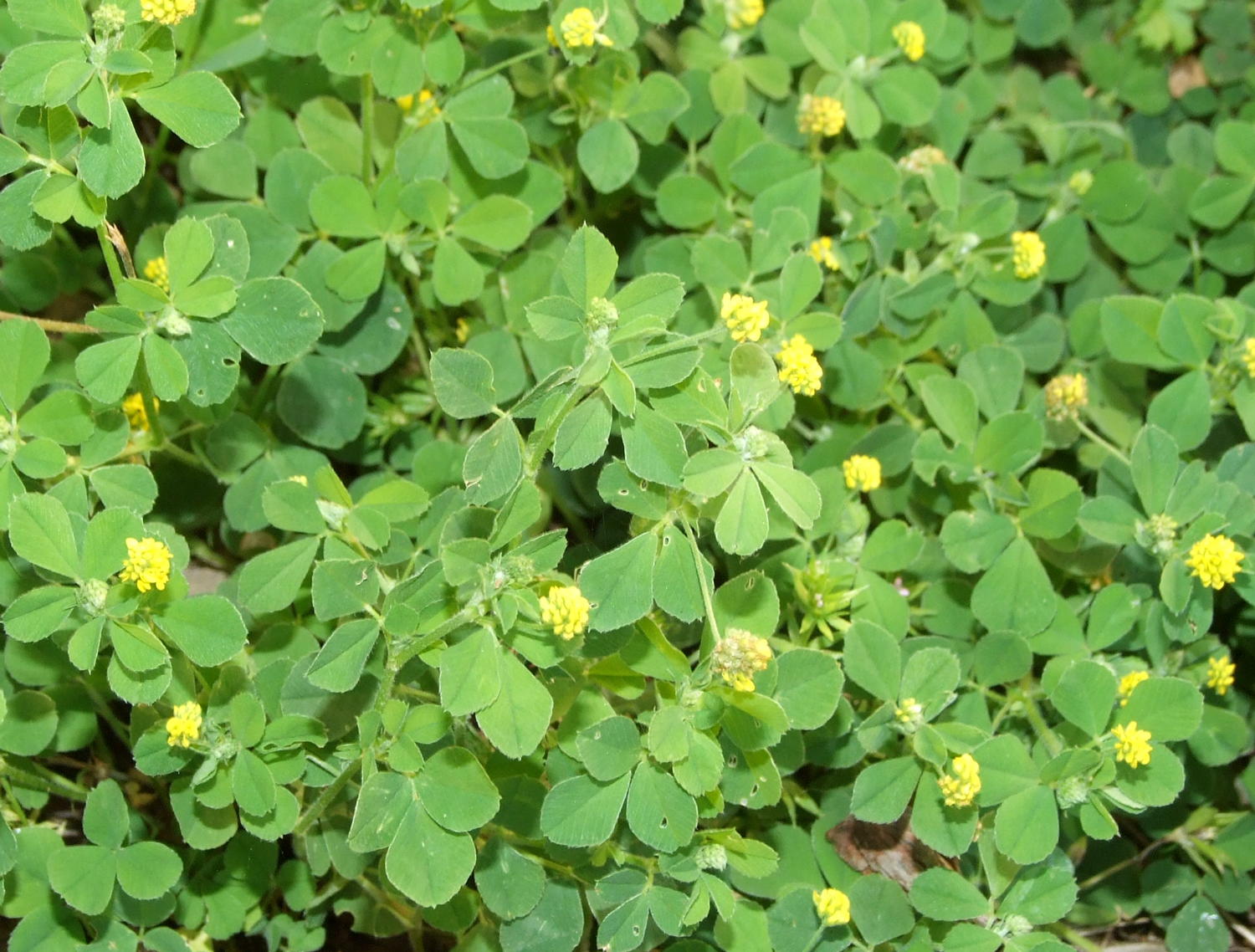 Black medick​: Medicago lupulina (Francois Lebas​)