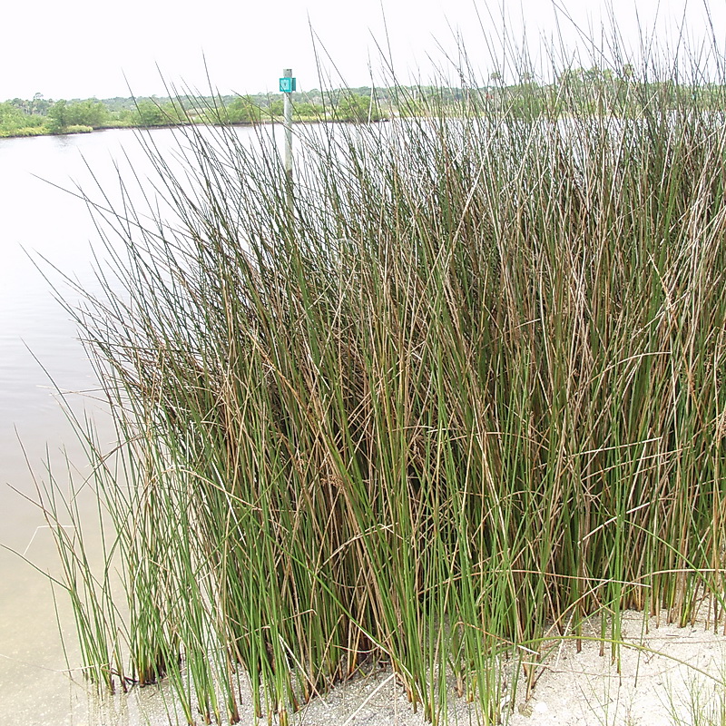 Black needlerush​: Juncus roemerianus (Florida Native Plant Society​)