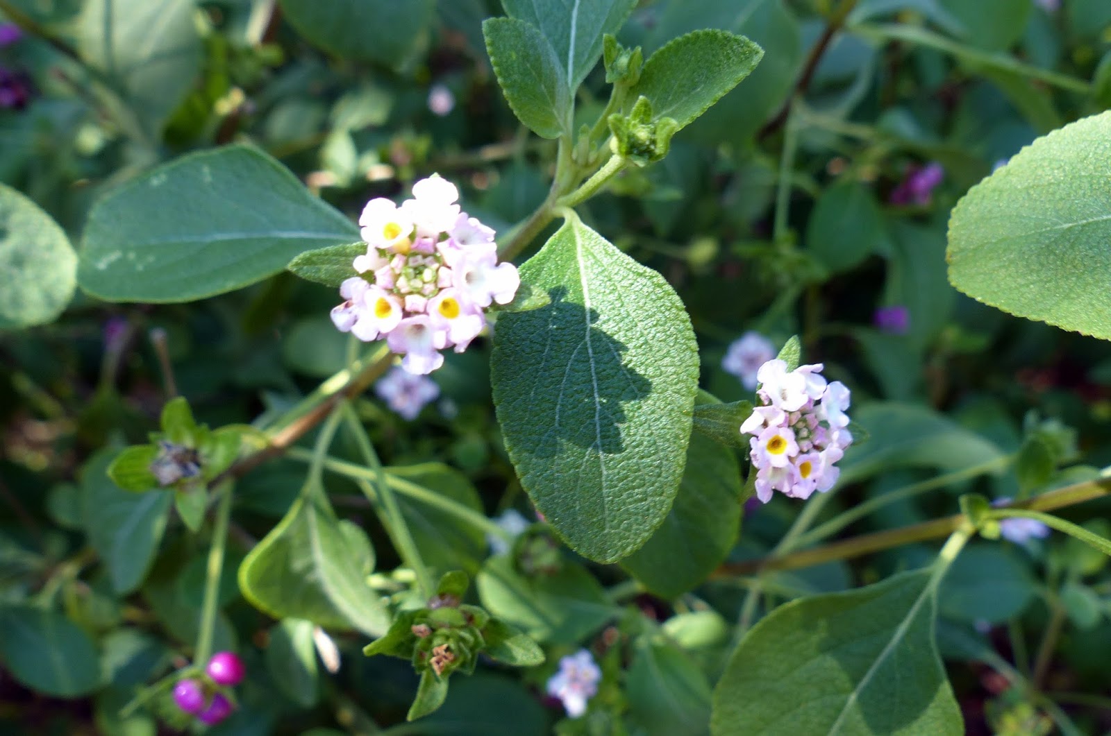 Buttonsage​: Lantana involucrata​ (MOSI Outside​)