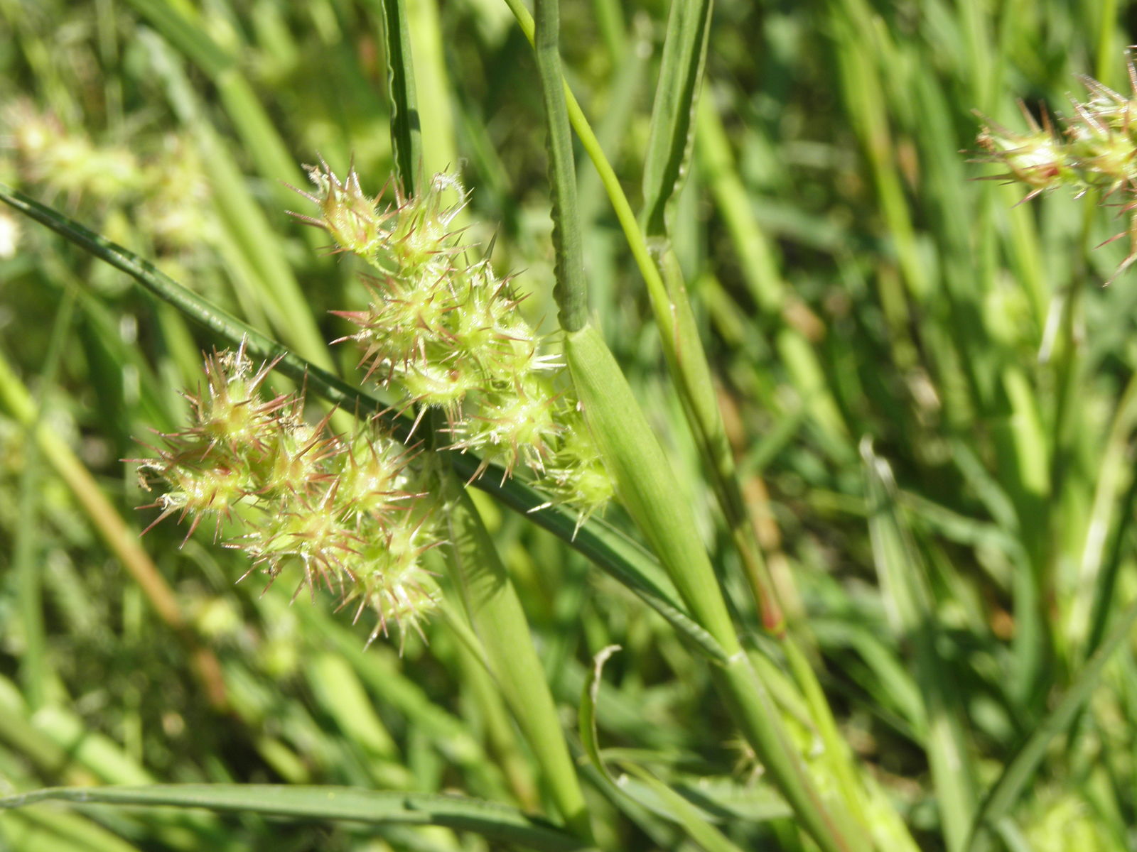 Coastal sandbur​: Cenchrus spiniflex (Plants of the World Online)