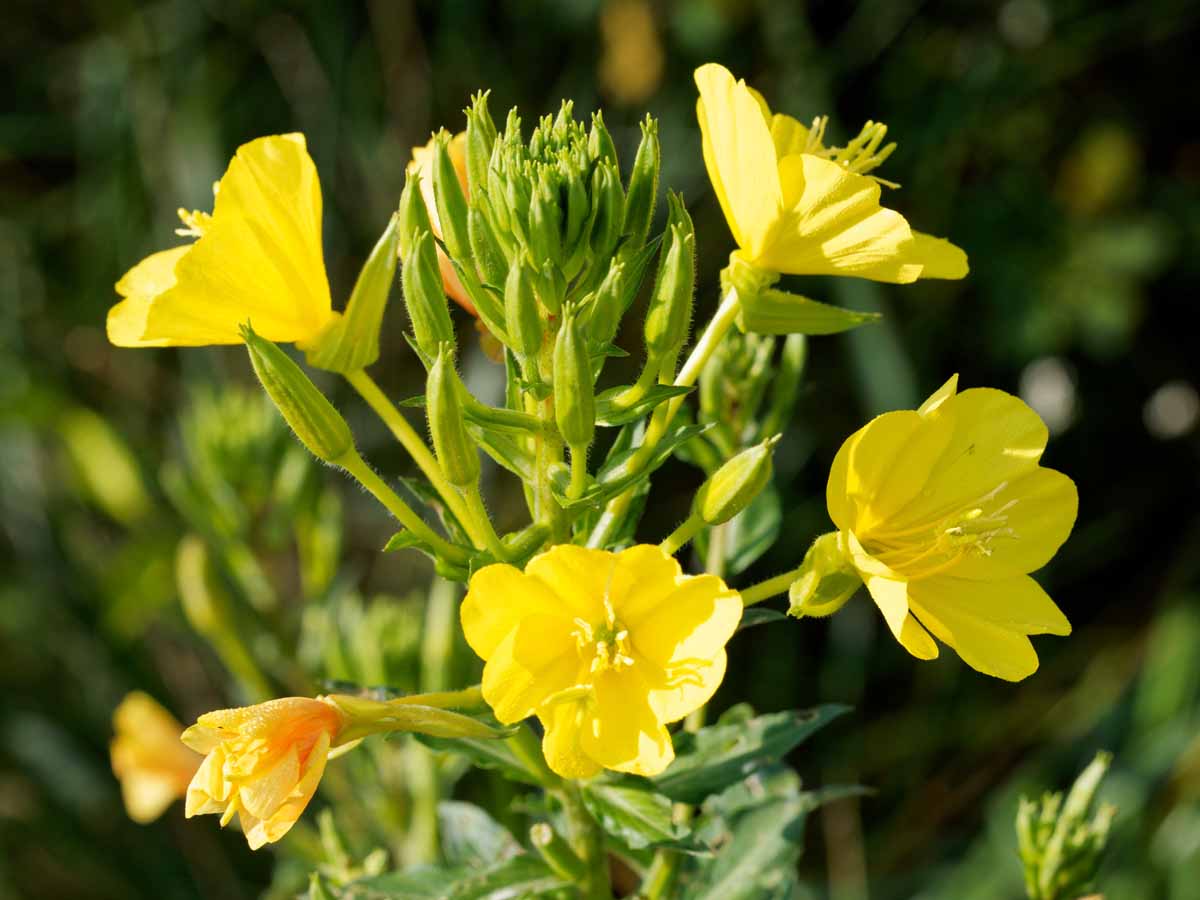 Common evening-primrose​: Oenothera biennis​ (Western Carolina Botanical Club​)