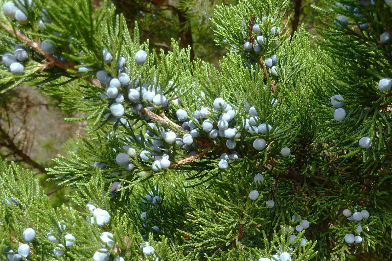Eastern red cedar​: Juniperus virginiana (The Spruce​)