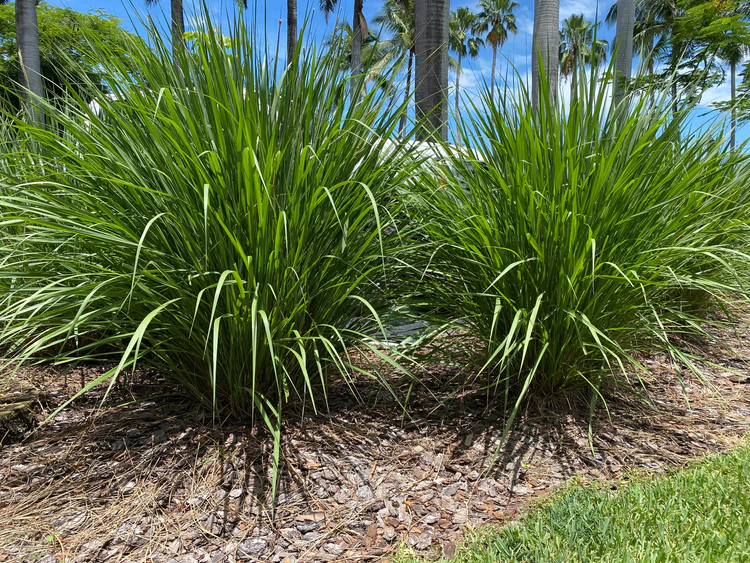 Fakahatchee grass​: Tripsacum dactyloides​ (Eureka Farms​)