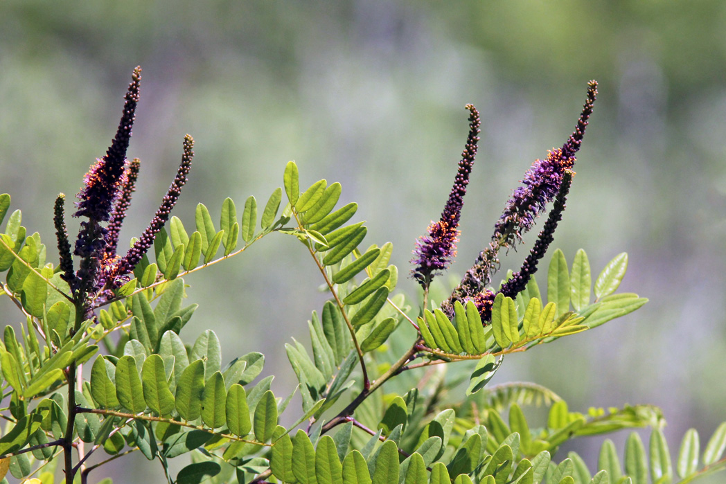 False indigo bush​: Amorpha fruticosa​ (Florida Wildflower Foundation​)