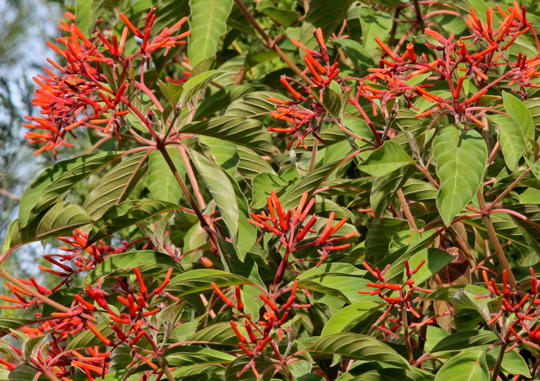 Firebush​: Hamelia patens (Florida Wildflower Foundation)
