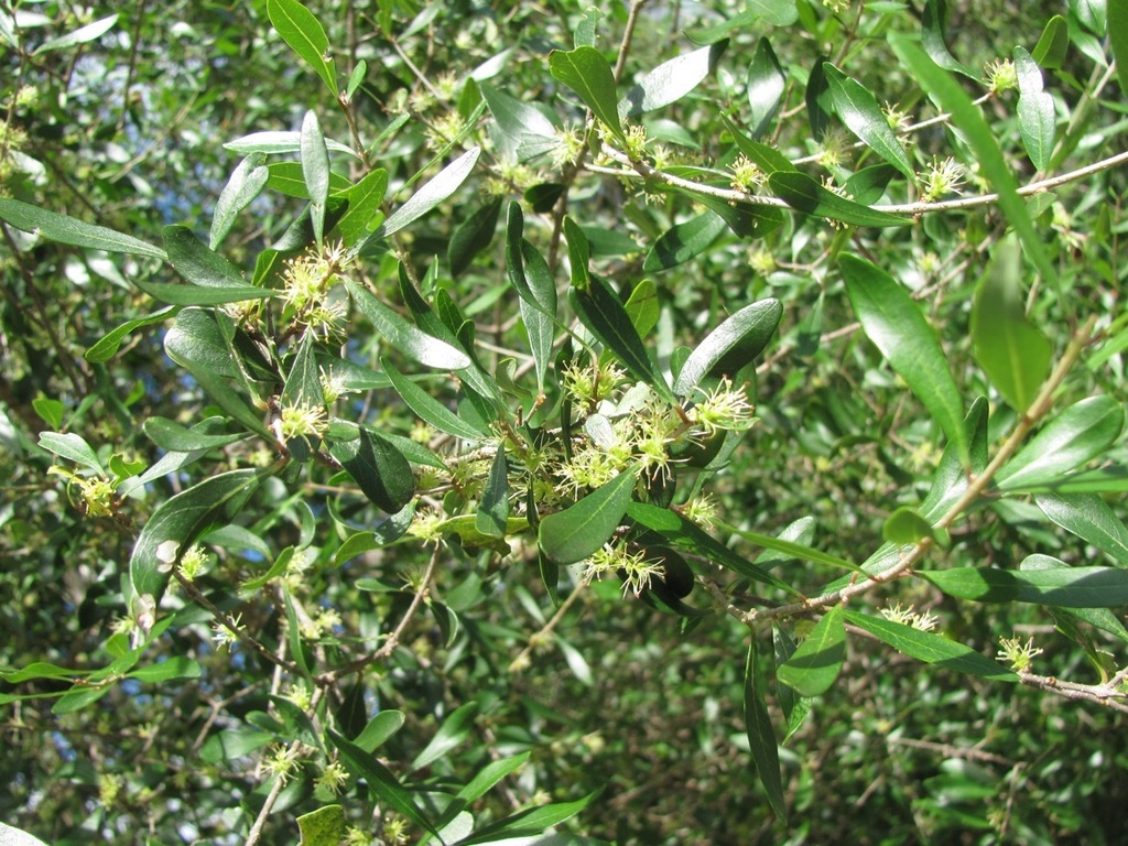 Florida privet​: Forestiera segregate​ (iNaturalist​)