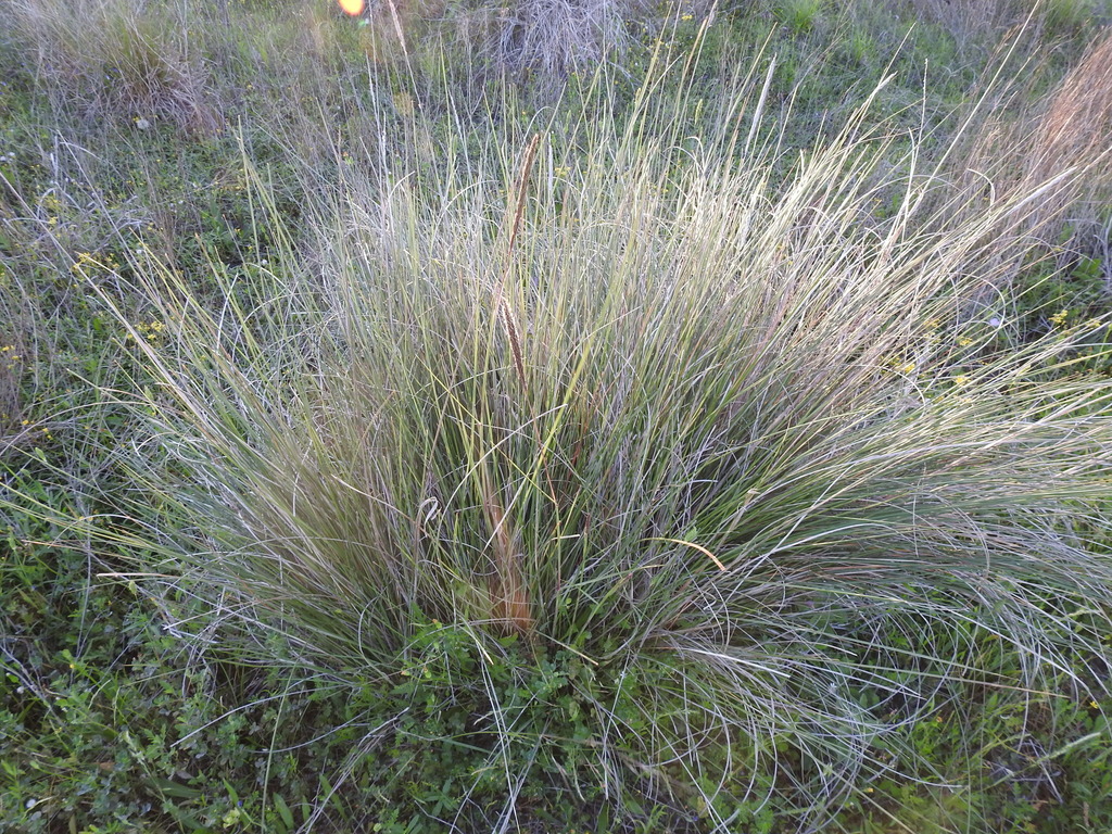 Gulf cordgrass: Spartina spartinae​ (iNaturalist​)