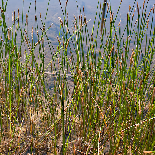Gulf coast spikerush​: Eleocharis cellulosa​ (Aquatic Weed Control​)