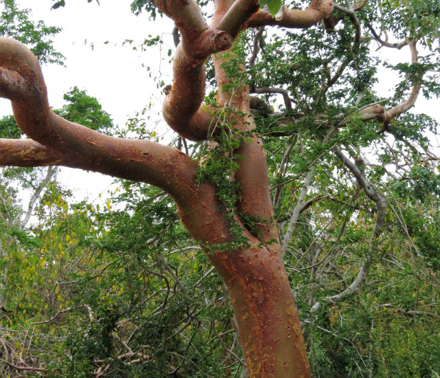 Gumbo limbo: Bursera simaruba​ (Budburst)​