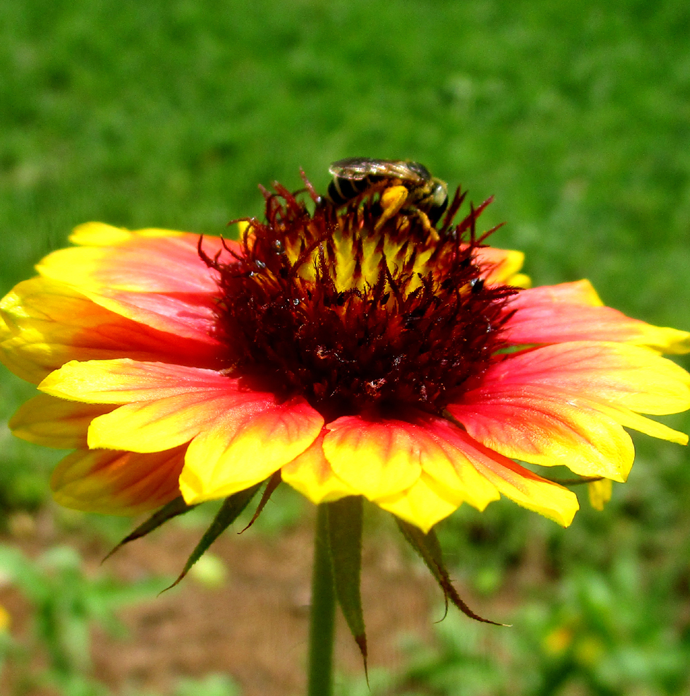 Indian blanket​: Gaillardia pulchella​ (Florida Native Plant Society)